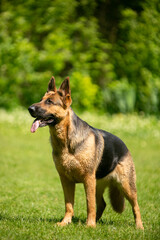 german shepherd dog on grass