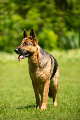 german shepherd dog on grass