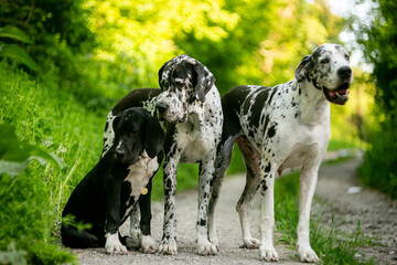 great dane dog