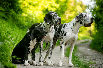 great dane dog