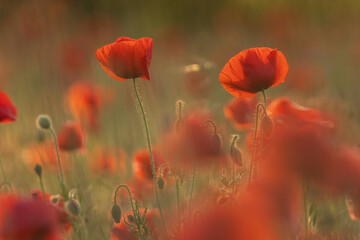 Fototapeta premium Mohnblumen in der Abendsonne