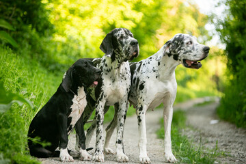 great dane dog