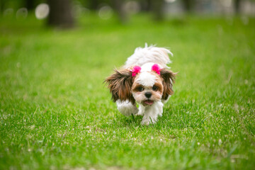 Shih Tsu dog in a green park