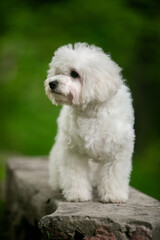 Bichon Frize dog in a green park
