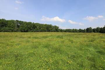 A vast field stretches out under a clear sky, its expanse dotted with the cheerful yellow of...