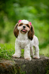 Shih Tsu dog in a green park