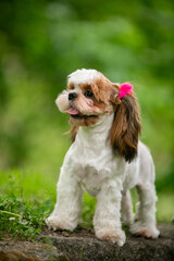 Shih Tsu dog in a green park