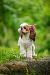 Shih Tsu dog in a green park