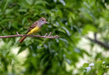 Perching Great Crested Flycatcher