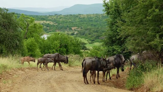 Wildebeest family herd roaming and grazing the plains of Kenyan grasslands. Africa national park natural habitat. Wildlife of endangered animal species. Wild taurine Tanzania. Environment conservation