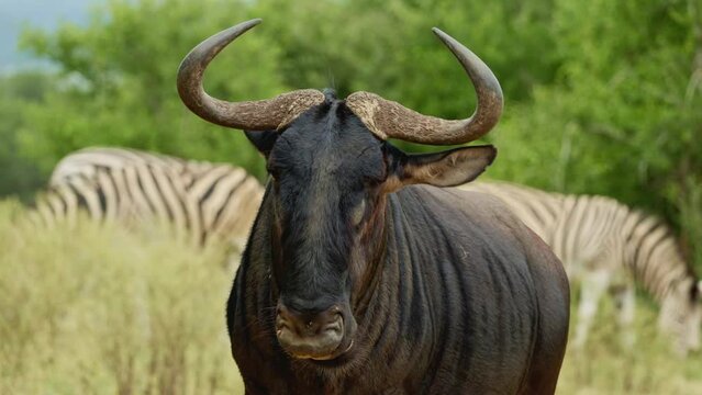 Wildebeest roaming and grazing the plains of the Kenyan grasslands. Africa national park in natural habitat. Wildlife of endangered animal species. Environment conservation. Wild taurine,in Tanzania