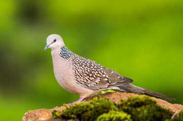 dove on the grass