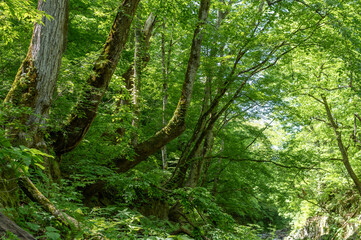 新緑の森の中の渓谷