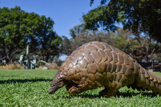 A Cape pangolin, also known as Temminck's pangolin (Latin: Smutsia temminckii), in a wildlife sanctuary in Zimbabwe. 