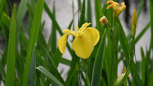 Closeup of wild Iris Yellow flag