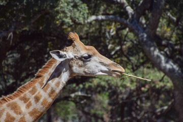  A giraffe eats a twig in a nature reserve in Zimbabwe.