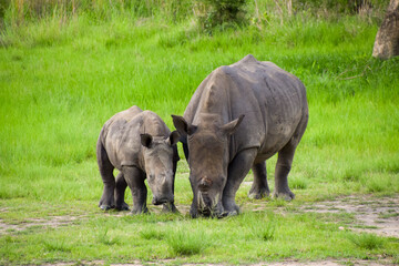 Obraz premium White rhinoceros with her baby in a nature reserve in Zimbabwe. 
