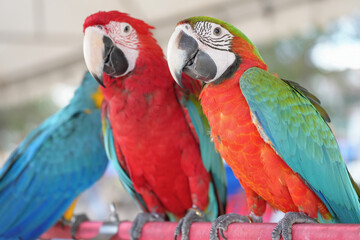Harlequin Hybrid macaw and greenwing macaw  parrot standing on a perch.