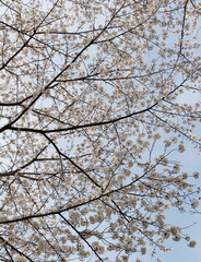 Cherry blossoms in full bloom against the blue sky background 