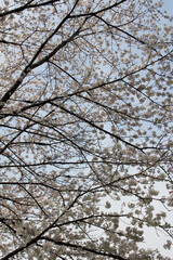 Cherry blossoms in full bloom against the blue sky background 