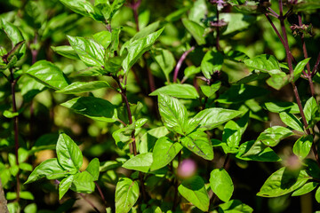 Many fresh green basil leaves and flowers in a sunny summer organic garden, healthy vegan herbs photographed with soft focus.