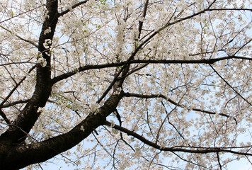 Cherry blossoms in full bloom against the blue sky background 