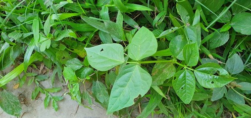 village unknown leaf captured in