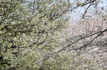 Two different types of cherry blossoms in full bloom background