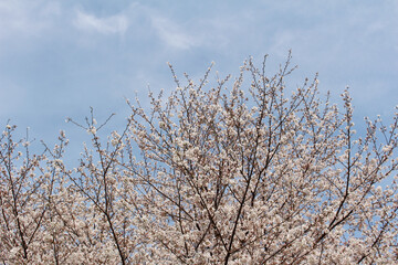 Cherry blossoms in full bloom against the blue sky with light clouds background 