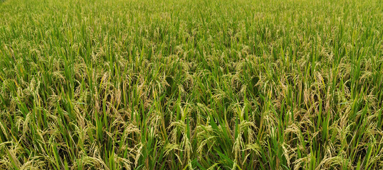 Obraz premium Close up of rice seeds in rice fields Beautiful golden rice fields