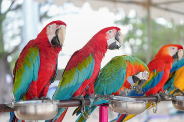 Harlequin Hybrid macaw and greenwing macaw  parrot standing on a perch.