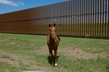 Tied horse to the US wall at the border with Mexico