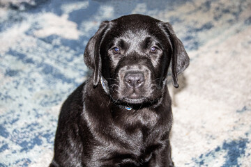black labrador retriever