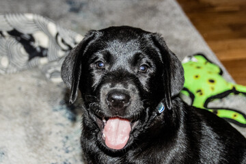 black labrador retriever