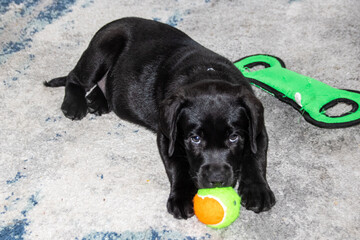 black labrador retriever