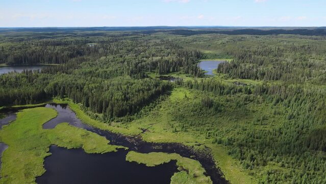 Aerial view from a drone flying over an extensive dark green virgin forest with scattered lakes and beaver ponds. The sky is pale blue.
