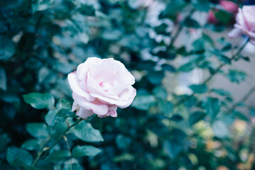 淡いピンクの薔薇