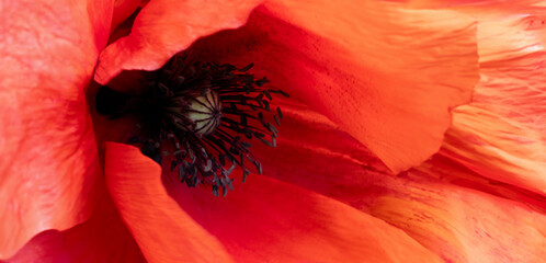 Macro photograph of a poppy flower, pistils resembling a captivating eye