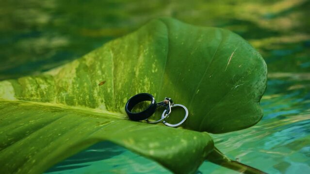 closeup of wedding rings, black titanium, white gold and engagement ring on a large green leaf floating on turquoise water. Jewelry for a married couple 60fps