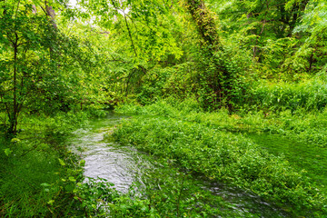 Obraz premium Small river in dense green jungle