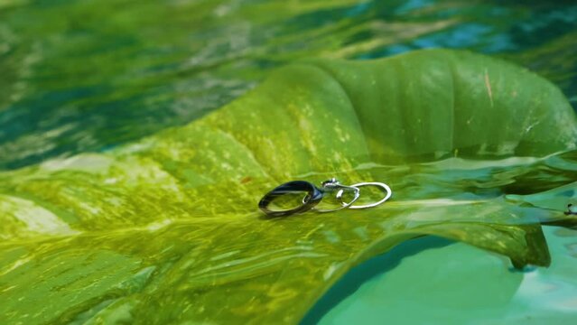 closeup of wedding rings, black titanium, white gold and engagement ring on a large green leaf floating on turquoise water. Jewelry for a married couple 60fps