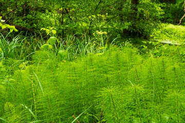 Fototapeta premium Horsetail thickets in the forest