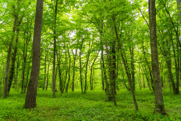 Bright green dense forest landscape