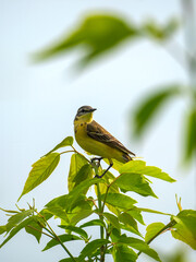 A female western yellow wagtail sitting on the top of a tree
