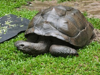 Aldabra Giant Tortoises, The second largest land turtle in the world, turtle on the grass.