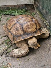 Obraz premium The African Spurred Tortoise, also known as the sulcata tortoise, is a large land tortoise with a yellow-brown shell. It has sturdy front legs for digging and inhabits deserts and savannas in Africa. 