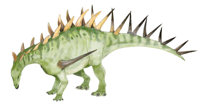 剣竜ケントロサウルス。スパイクのトカゲ。背中の骨板の形状は細長く、腰部から尾の先まで長く鋭い棘に変化していることから、威嚇と防御を兼ねる武器を持つ中型の恐竜　2024年の復元想像図