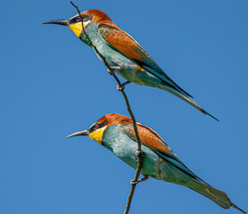 kingfisher on branch