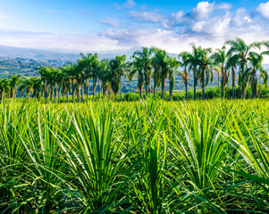 green ananas plantation open air with green field with leaves and plants in pots on foreground and...