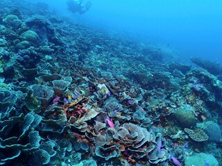 Cabbage coral and fish at Diosa, Siquijor